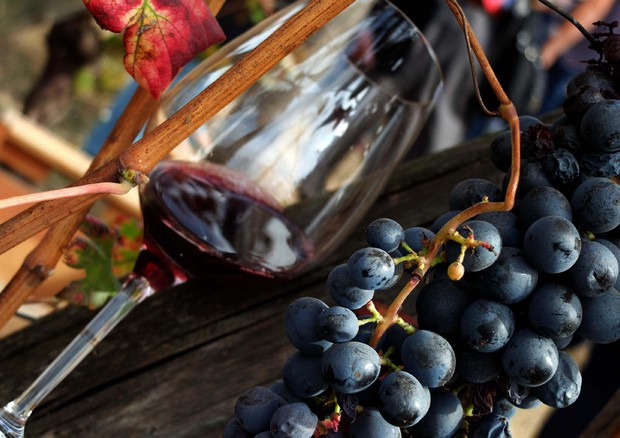 Vendemmia 2016, calo in Campania ma qualità buona Vendemmia 2016, calo in Campania ma qualità buona